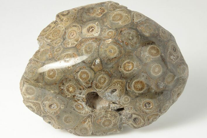Polished Fossil Coral (Actinocyathus) Head - Morocco #202511